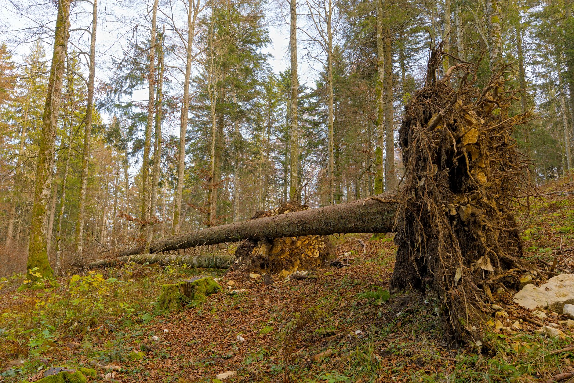 Enlèvement arbre urgence équipe à Bezons